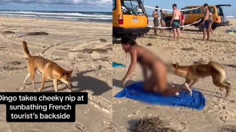 Ataque de dingo en Australia