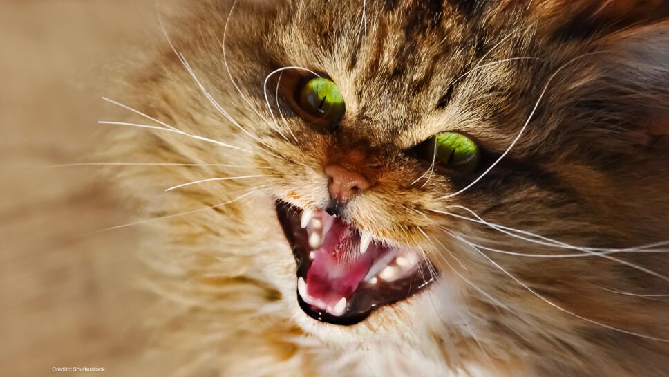 Gatos endemoniados lo que la gente cuenta