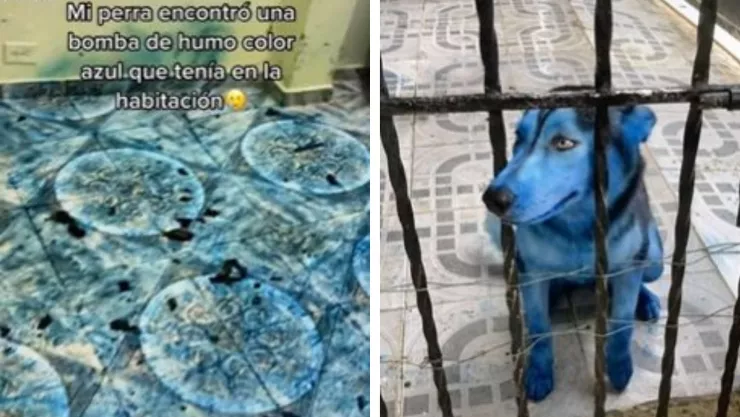 perrito avatar encuentra bomba de humo azul y termina todo pintado.jpg