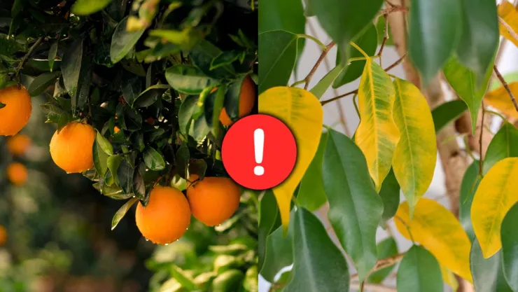 /estilo-de-vida/recuperar-naranjo-hojas-amarillas-truco-casero/