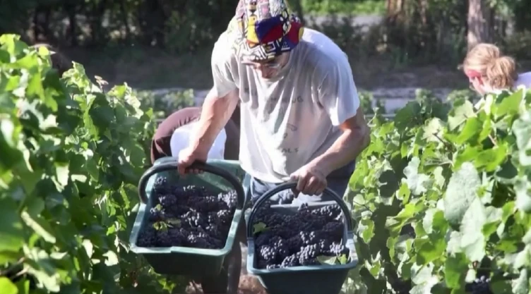 Clima extremo modifica cosecha de uva de Champagne en Francia.
