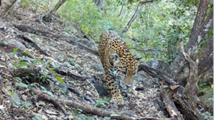 Jaguar en Guanajuato