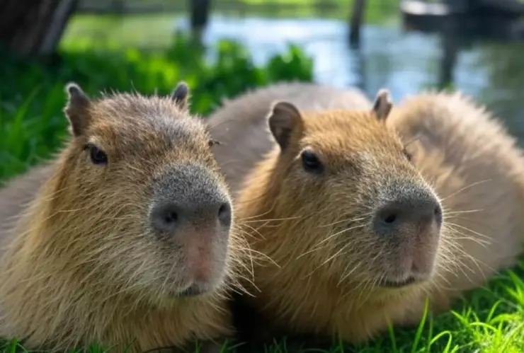 Capibaras tomando el Sol