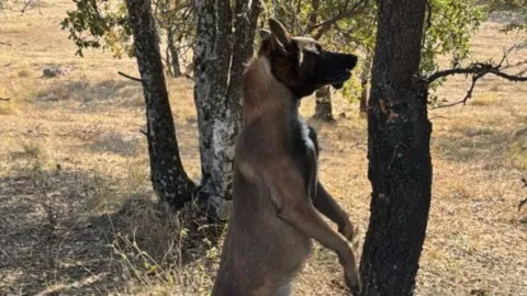FOTO: Macabro caso de maltrato animal en Haras del Bosque, Amozoc; encuentran a perro asesinado