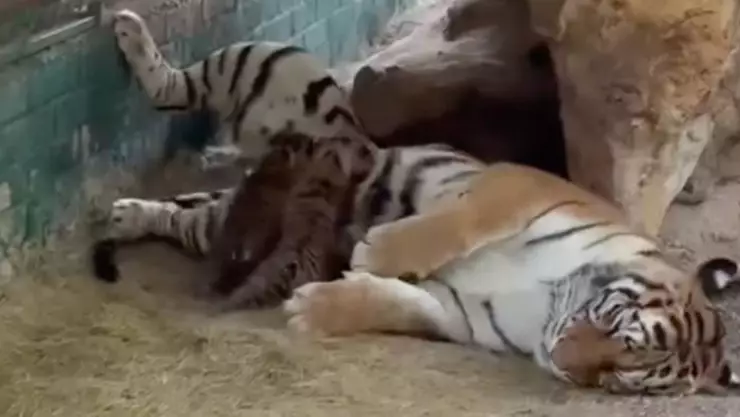 zoológico de Aldama