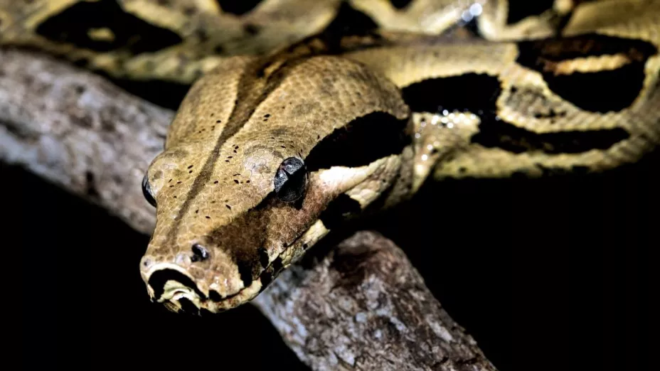 Serpiente pitón