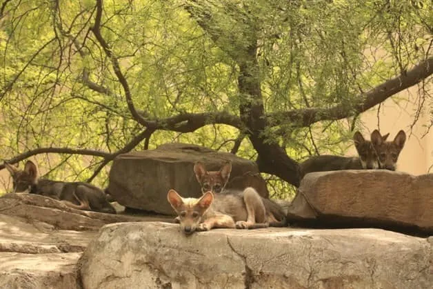 Nace camada de lobo gris en ciudad Victoria