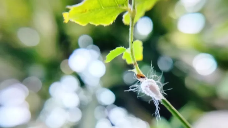¿Cómo eliminar la plaga de cochinilla algodonosa de las plantas?