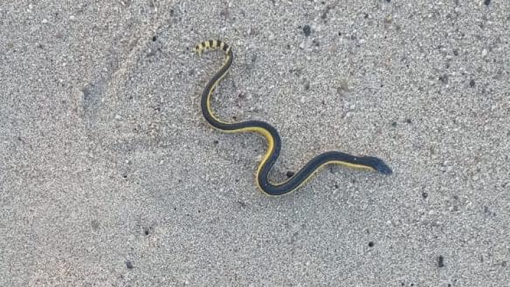 Alertan sobre presencia de serpientes marinas en playas de Puerto Vallarta