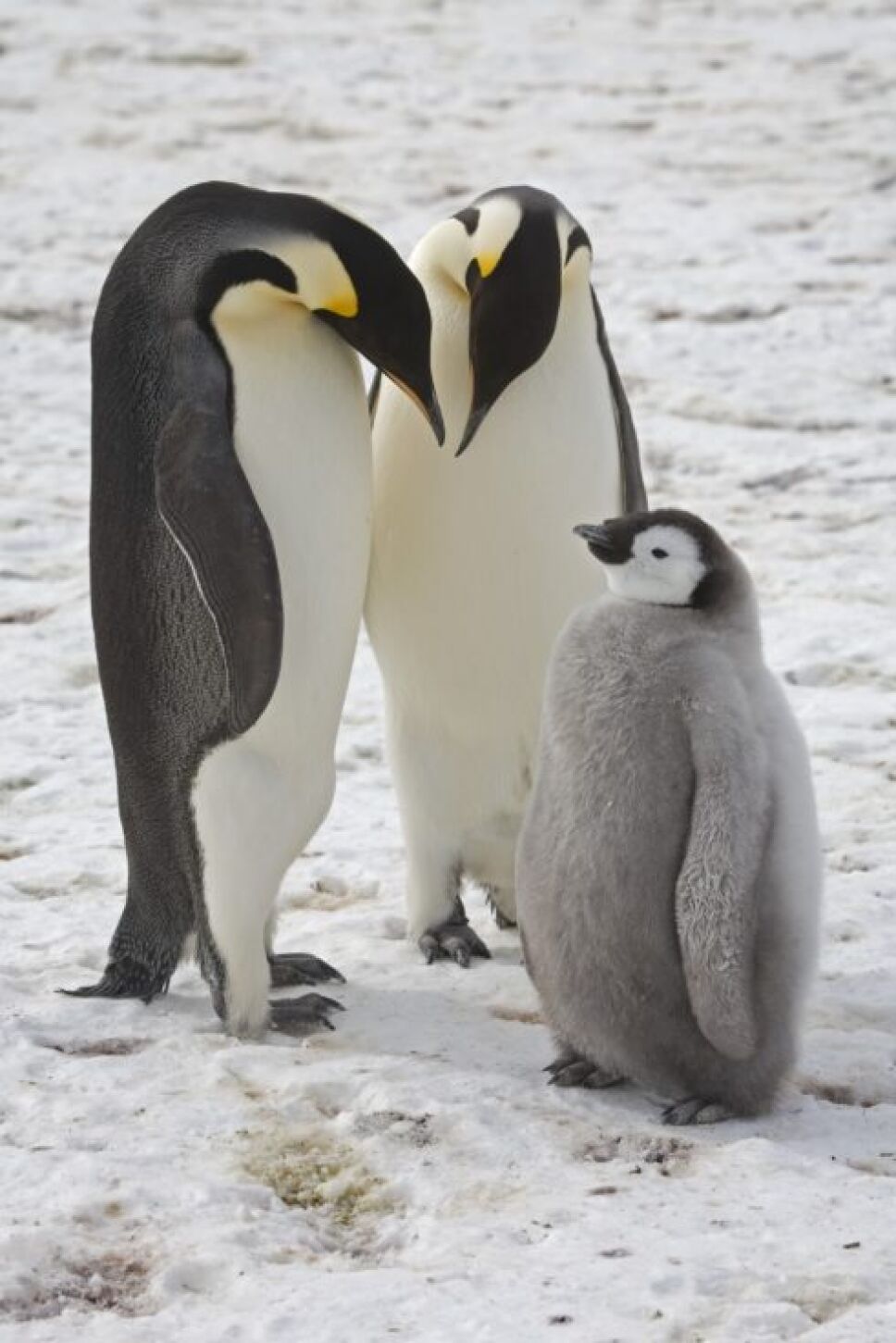 Mueren miles de crías de pingüinos en la Antártida por el cambio climático