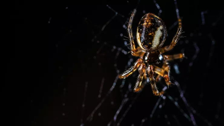 que-tipos-aranas-venenosas-existen-cdmx.jpg