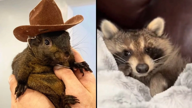 peanut-the-squirrel-fred-the-raccoon