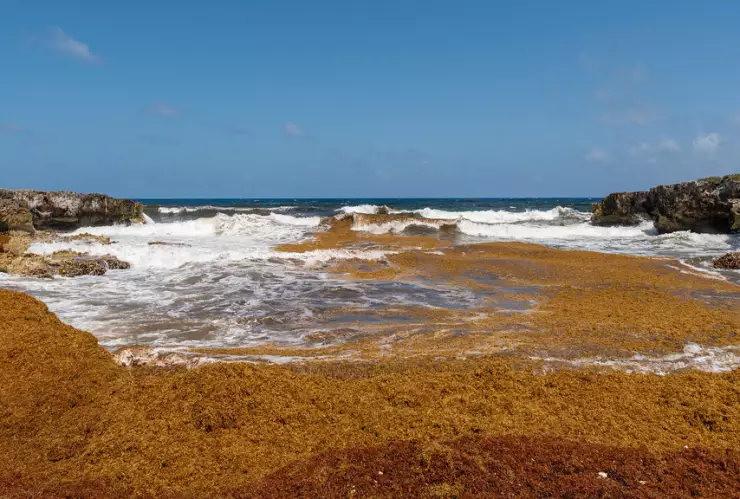 Mar de sargazo, zona muerta.jpg