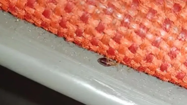 Plaga de chinches en el Auditorio Nacional