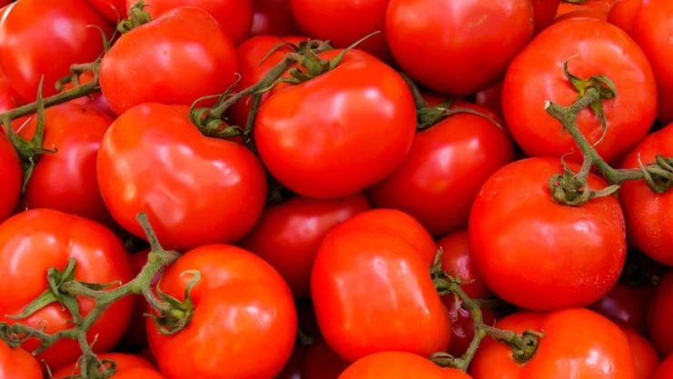 tomates lloran estudio