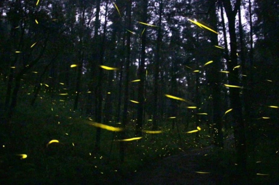 SANTUARIO DE LAS LUCIÉRNAGAS