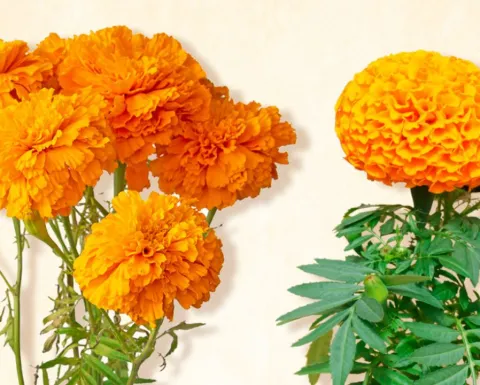 Flor de cempasúchil china y mexicana: diferencias para reconocerlas