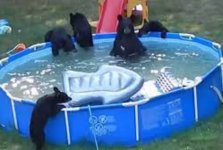 Osos, alberca, video.jpg