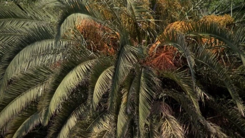 Palmeras enfermas.jpeg