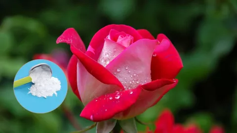 ¿Por qué agregar bicarbonato de sodio en las rosas de tu jardín? Conoce los beneficios