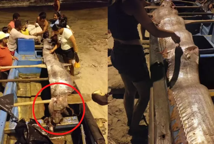 VIDEO Aparece otro enorme pez remo en la playa; presagia sismos