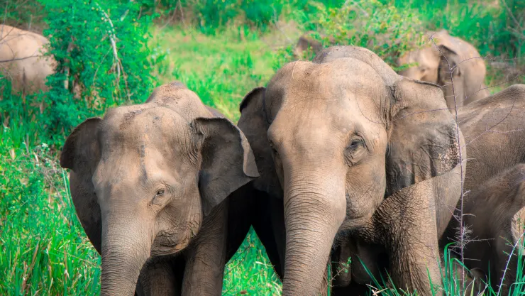 Día Mundial del Elefante: ¿por qué se celebra el 12 de agosto?