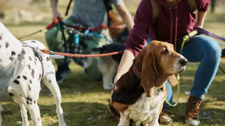 Segunda Feria de Mascotas 2024