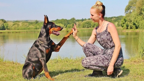 perros-inteligentes-razas