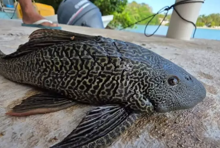 ¡Un invasor! Reportan presencia del pez diablo en la bahía de Chetumal