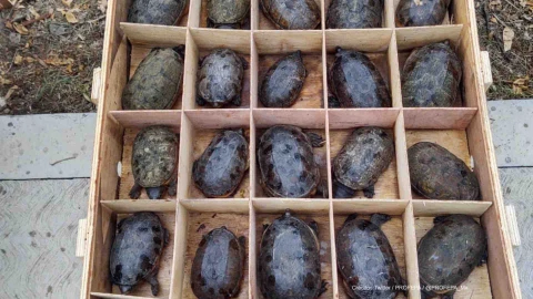 tortugas rescatadas trafico ilegal .jpg
