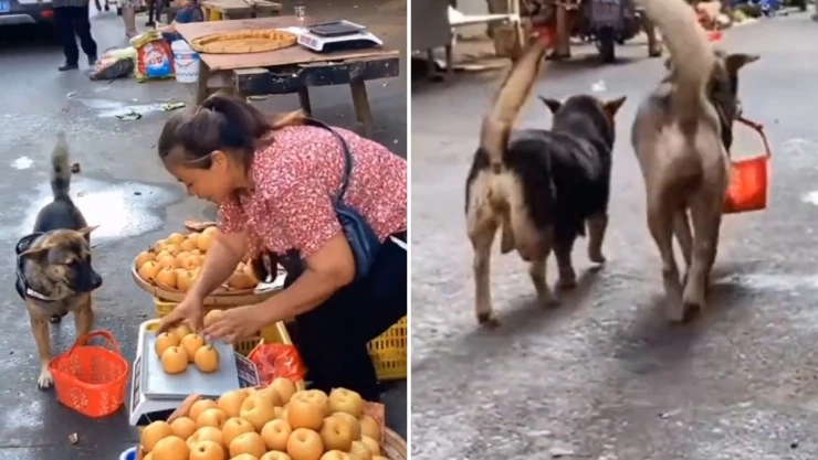 perrito_manzanas