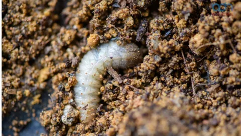 Salud de Oaxaca confirma dos casos de gusano barrenador en humanos