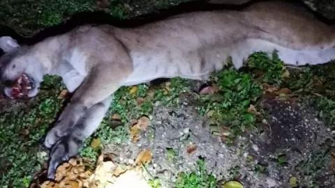 Atropellan a puma en carretera Playa del Carmen- Tulum..jpg