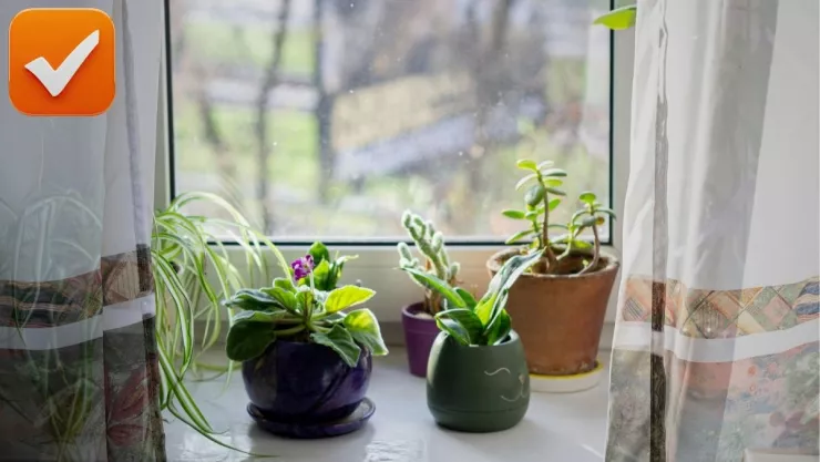 3 trucos para que tus plantas de interior no se mueran nunca, según la IA.jpg