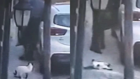 Gato Tlalnepantla Edomex hombre mata maltrato animal (1).jpg