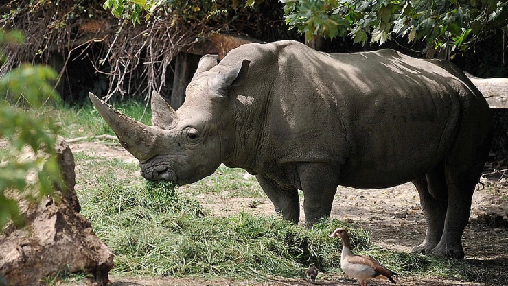 toby_rinoceronte_blanco_italia