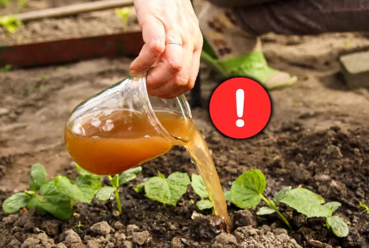 La mezcla casera y con ingredientes f&aacute;ciles para eliminar cualquiera plaga de tus plantas