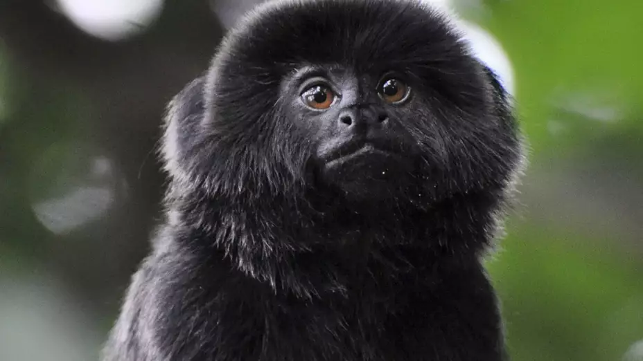 kali mono robado zoologico