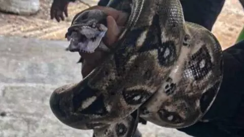 Así fue el rescate de una ENORME boa en una casa de Tizimín