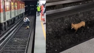Perrito provoca suspensión en la Línea 2 del Metro.png