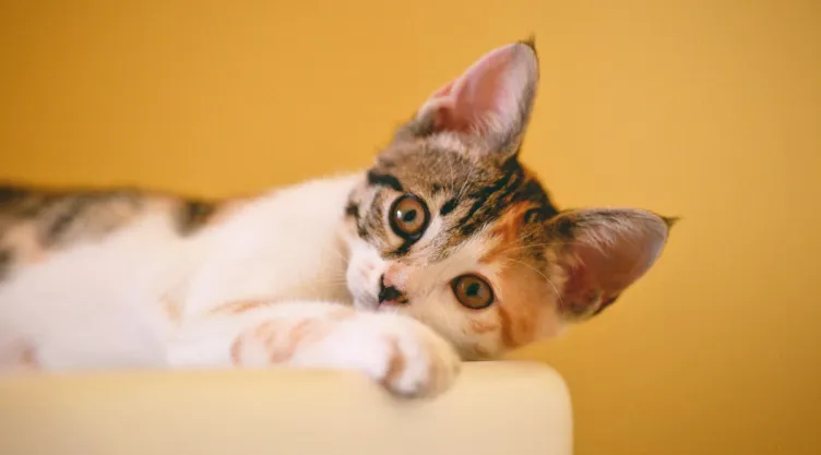 Experto revela la forma correcta de calmar a un gato por la noche