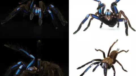 Tar&aacute;ntula azul