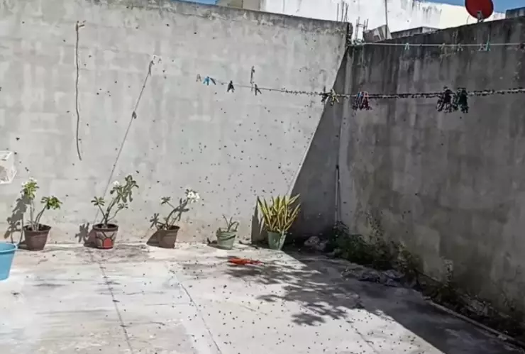 patio moscas las americaa