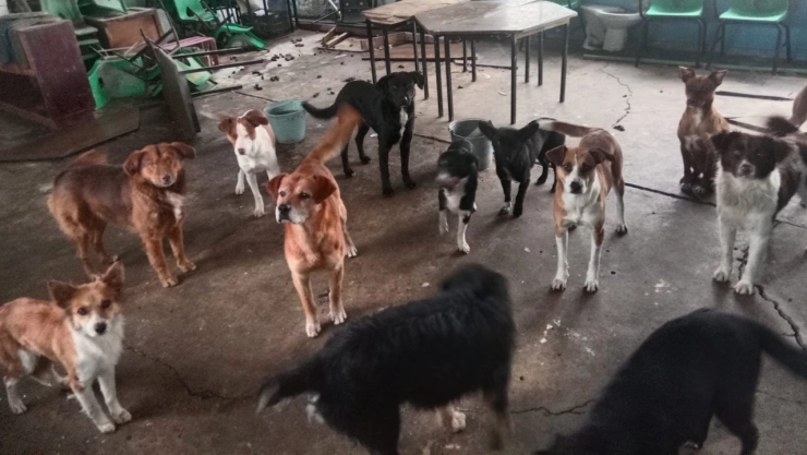 jauría de perros Edomex.jpg