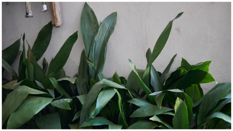 planta de interior hierro fundido