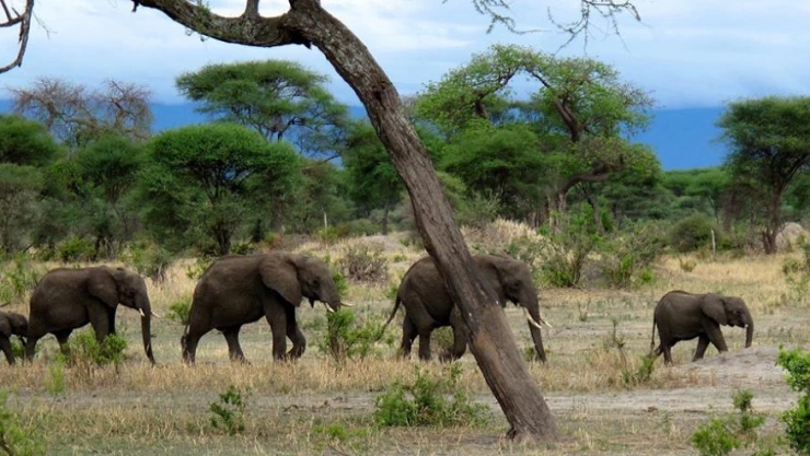 Día Mundial de la Madre Tierra.jpeg