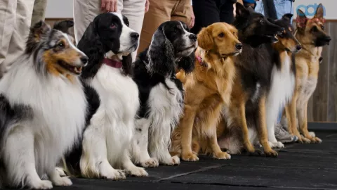 Las razas de perro más amigables y cariñosas