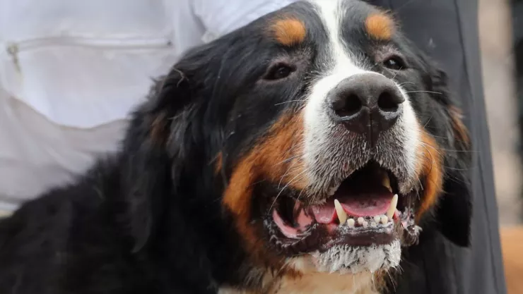 ¿Cómo saber si tu mascota tiene calor?