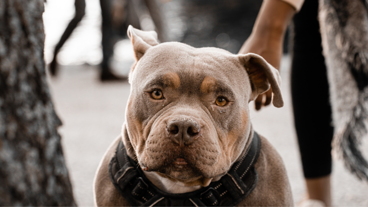 Pitbull