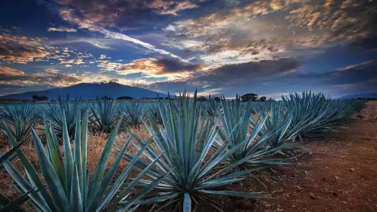 sembradío de agaves - tequila jalisco